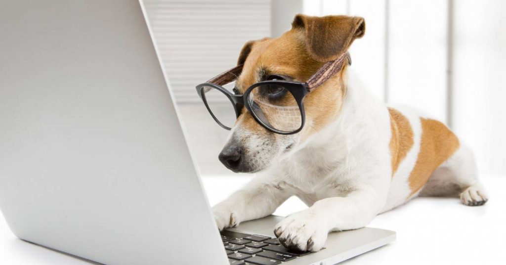 A Jack Russel Terrier wearing glasses and using a laptop